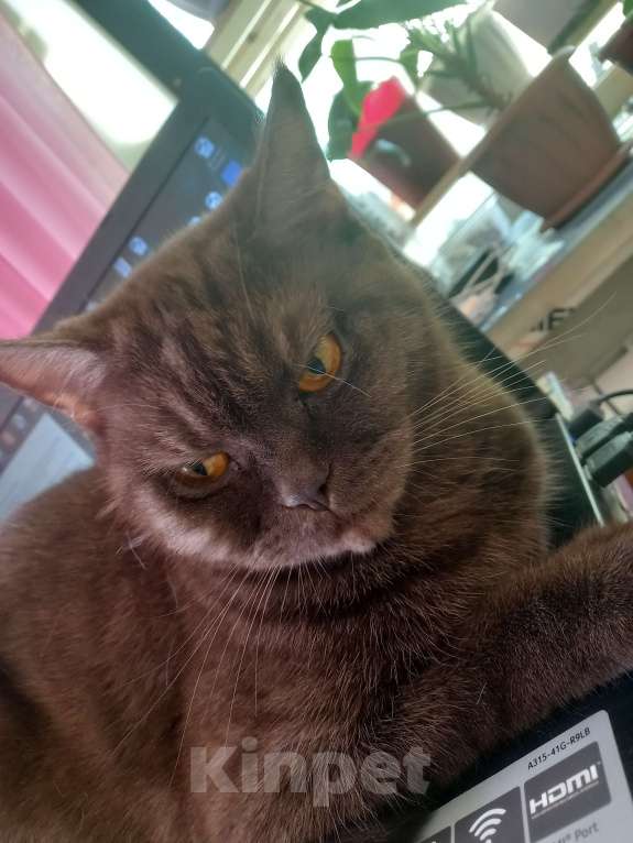 Кошки в Томске: отдам кошку Девочка, Бесплатно - фото 2