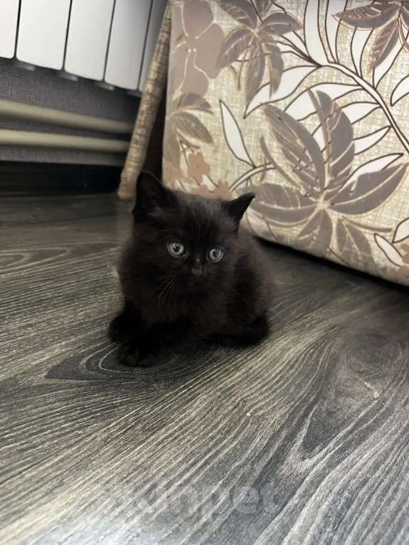 Кошки в Ессентуках: Котёнок Мальчик, Бесплатно - фото 1