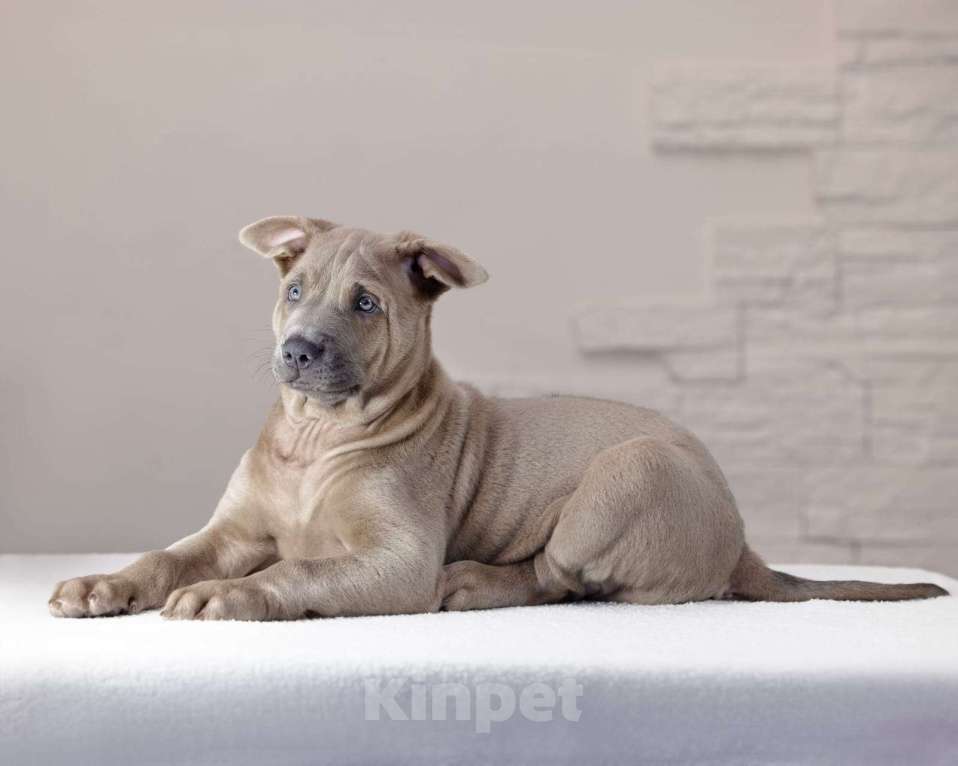 Собаки в Санкт-Петербурге: Мальчик изабеллового окраса Мальчик, 50 000 руб. - фото 3