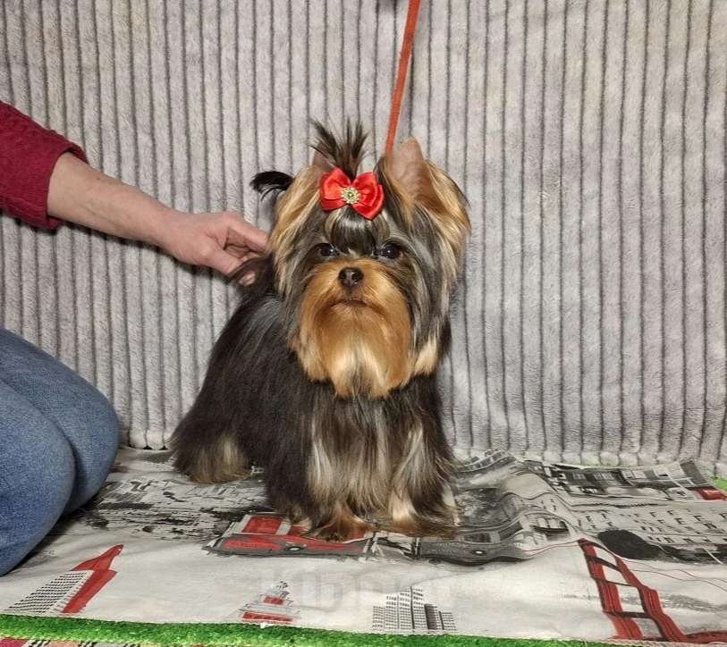 Собаки в Москве: Йорк мальчик Мальчик, 45 000 руб. - фото 4