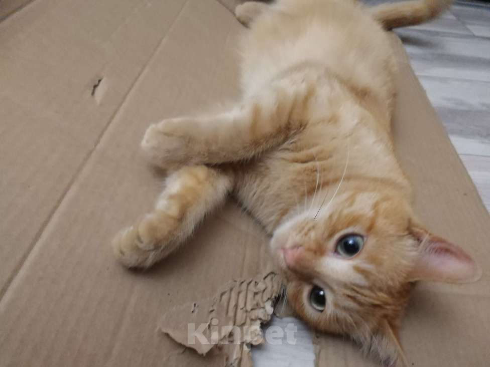 Кошки в Симферополе: добрый, общительный, рыжий кот 1,5 года, с переноской, паспортом и лотком , в добрые руки  Мальчик, Бесплатно - фото 1