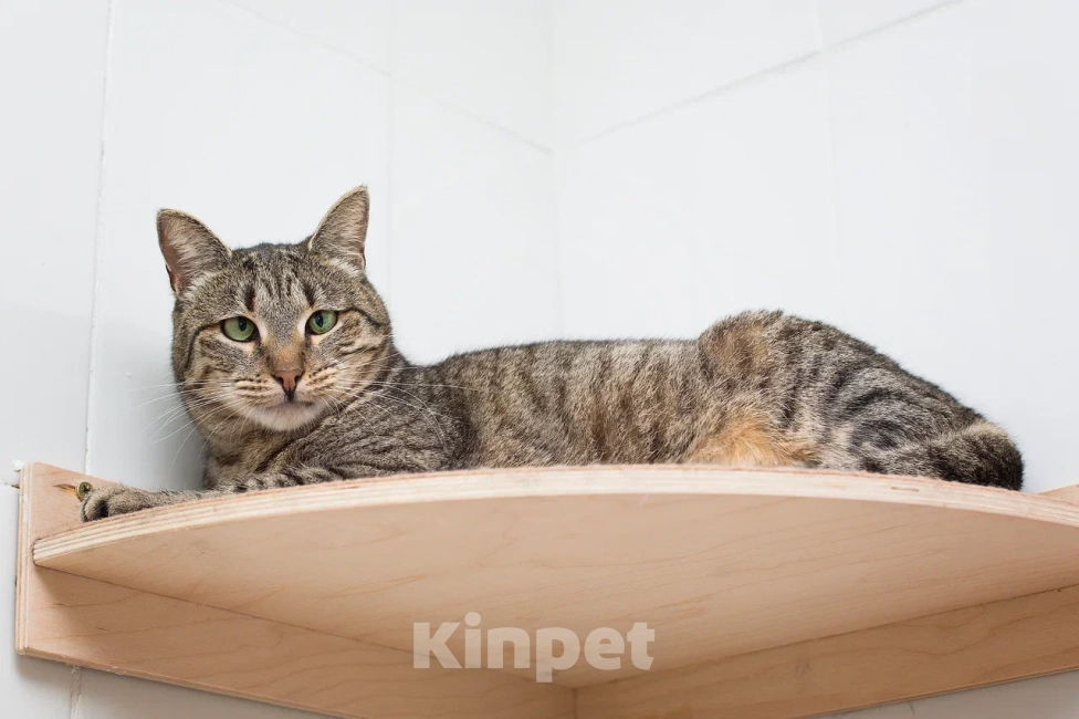 Кошки в Москве: Кошка Вера верит что найдёт свою семью Девочка, Бесплатно - фото 6