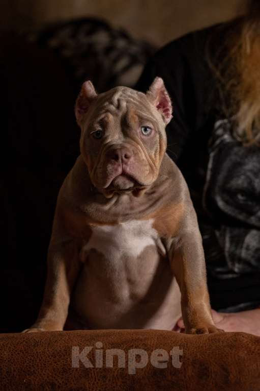 Собаки в Санкт-Петербурге: Американский булли Девочка, 150 000 руб. - фото 1