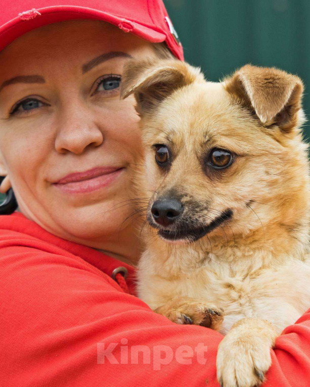 Собаки в других городах Московской области: Тэя :) 5 кг в добрые руки Девочка, Бесплатно - фото 5