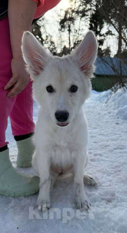 Собаки в Красногорске: Малышка Николь 3,5 месяца в добрые руки Девочка, Бесплатно - фото 2