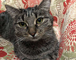 Кошки в Москве: Полосатая красотка Ленди Девочка, Бесплатно - фото 5