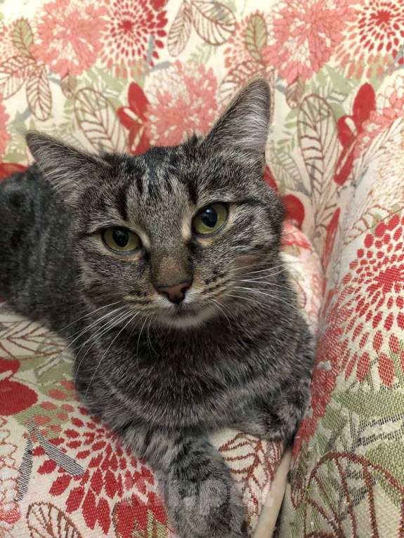 Кошки в Москве: Полосатая красотка Ленди Девочка, Бесплатно - фото 5