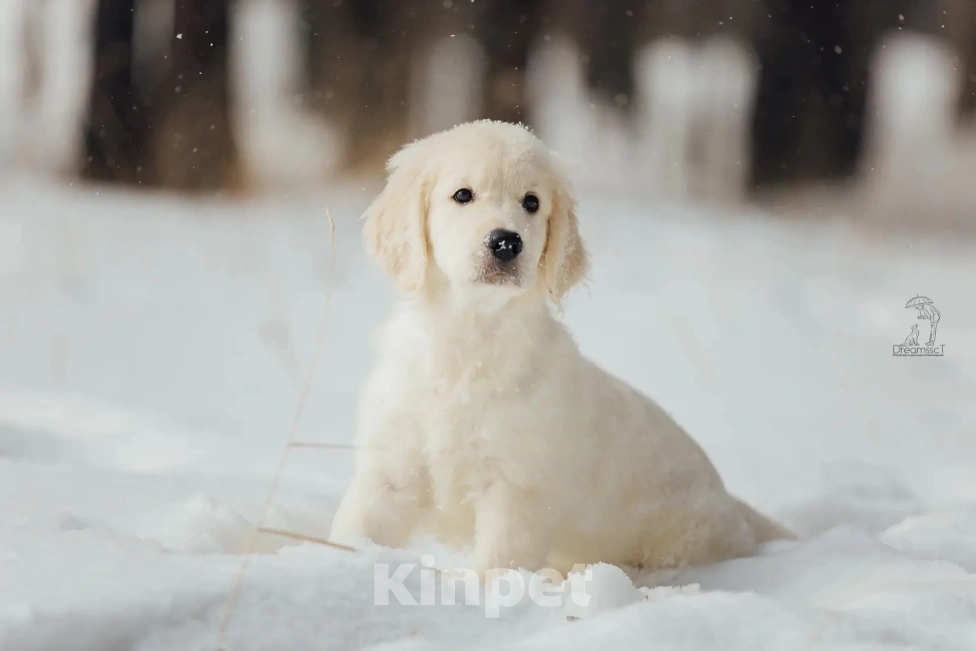 Собаки в Красноярске: Высокопородные щенки Золотистого ретривера Мальчик, Бесплатно - фото 2