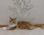 Кошки в Чите: Мейн-кун, вязка, 100 руб. - фото 2
