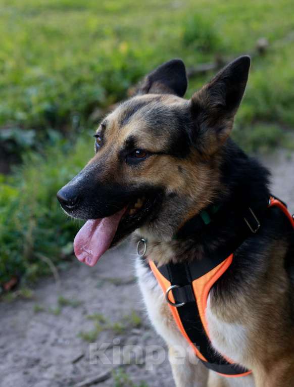 Собаки в Москве: Тоффи самая ласковая собака в мире! Девочка, Бесплатно - фото 6