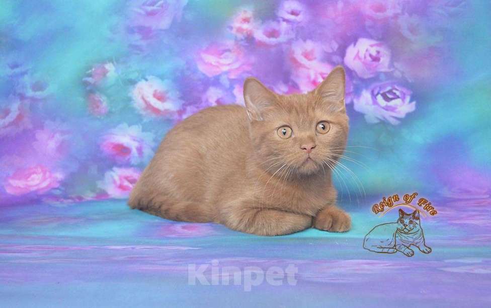 Кошки в Краснодаре: Британский котик к/ш Мальчик, Бесплатно - фото 3