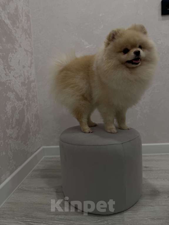 Собаки в Шахте: Обаятельный крем-шпиц приглашает на первую вязку (бесплатно) 🐾 Мальчик, Бесплатно - фото 2