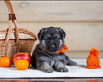 Собаки в Красноярске: щенки вео Мальчик, 30 000 руб. - фото 3