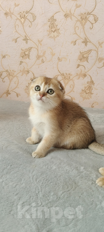 Кошки в Курганинске: Продаются шотландские котята Девочка, Бесплатно - фото 8
