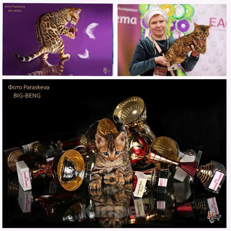 Кошки в Санкт-Петербурге: Бенгальские котята  розетка на золоте Девочка, 40 000 руб. - фото 4