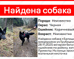 Собаки в Балашихе: Найдена Балашиха  Девочка, Бесплатно - фото 3