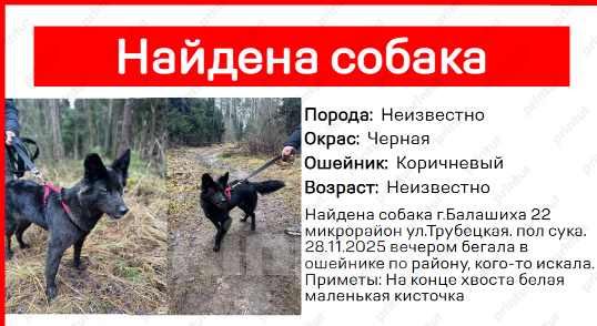 Собаки в Балашихе: Найдена Балашиха  Девочка, Бесплатно - фото 3