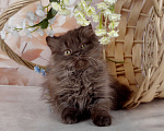 Кошки в Санкт-Петербурге: Британский котенок, девочка мулатка-шоколадка Девочка, 38 000 руб. - фото 1