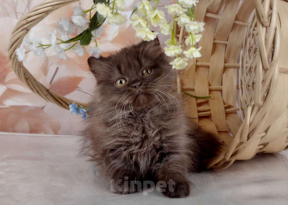 Кошки в Санкт-Петербурге: Британский котенок, девочка мулатка-шоколадка Девочка, 38 000 руб. - фото 1
