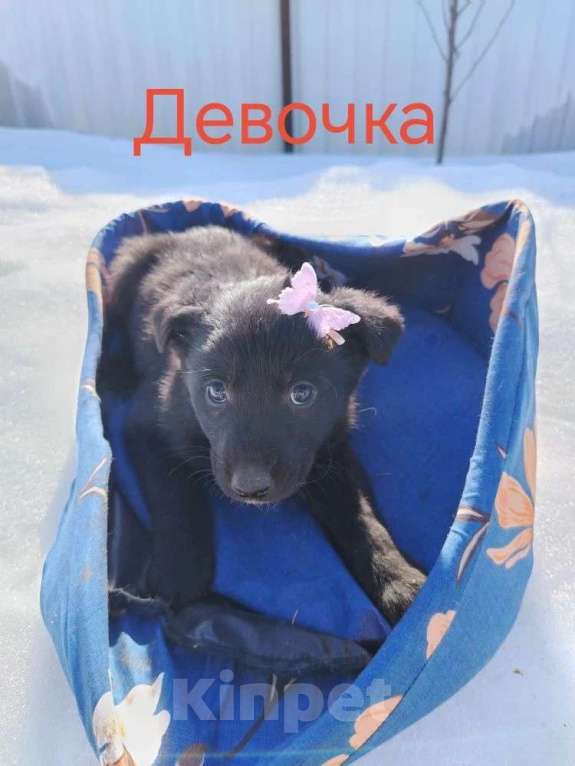 Собаки в других городах Московской области: Щенок 1,5-2 месяца девочка в добрые руки Девочка, Бесплатно - фото 1