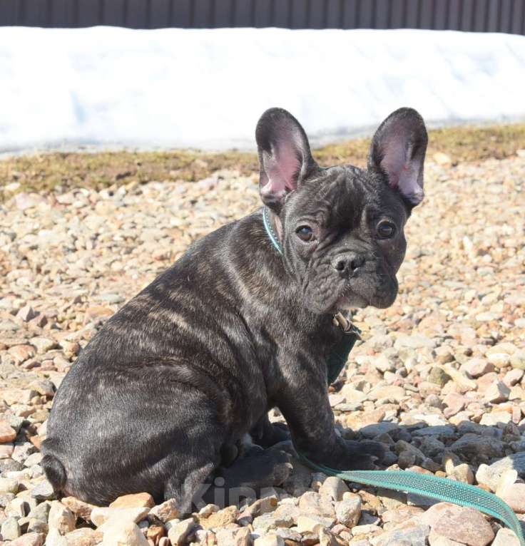 Собаки в Москве: Тигровый мальчик Мальчик, 45 000 руб. - фото 5