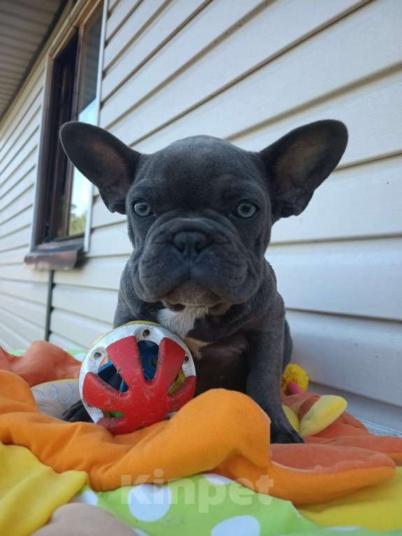 Собаки в других городах Ленинградской области: Щенки Мерлешки Девочки и Мальчики  Девочка, 40 000 руб. - фото 3