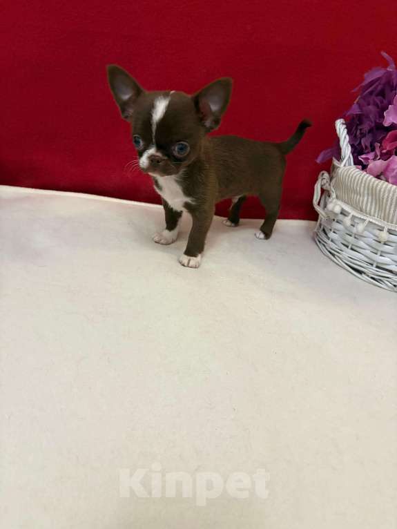 Собаки в Москве: Чихуахуа-  Мальчики Мальчик, 30 000 руб. - фото 2