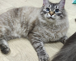 Кошки в Москве: Феофан ищет дом Мальчик, Бесплатно - фото 4