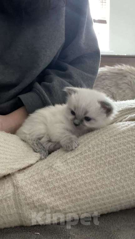 Кошки в Уфе: Продам котёнка девочку(200) руб Девочка, 200 руб. - фото 3