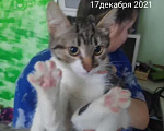 Кошки в Подольске: Буся серьезная и ответственная Девочка, 1 000 руб. - фото 1