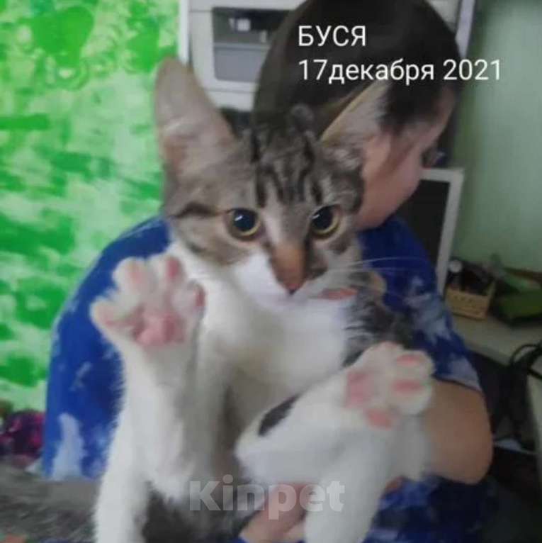 Кошки в Подольске: Буся серьезная и ответственная Девочка, 1 000 руб. - фото 1