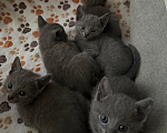 Кошки в Санкт-Петербурге: Русский голубой котёнок Мальчик, 25 000 руб. - фото 5