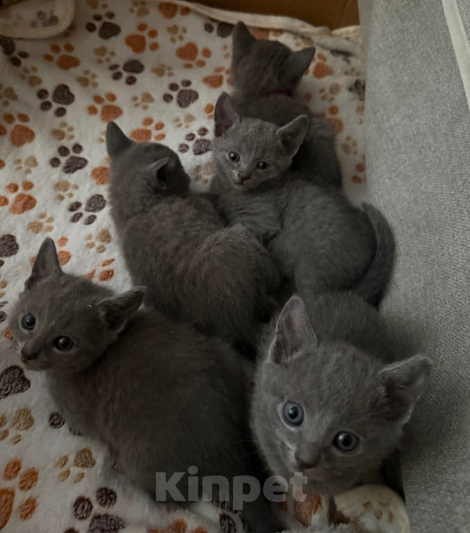 Кошки в Санкт-Петербурге: Русский голубой котёнок Мальчик, 25 000 руб. - фото 5