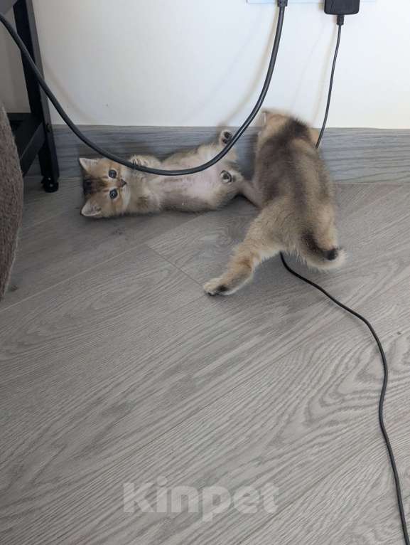 Кошки в Подольске: Котята Разнополые, Бесплатно - фото 3