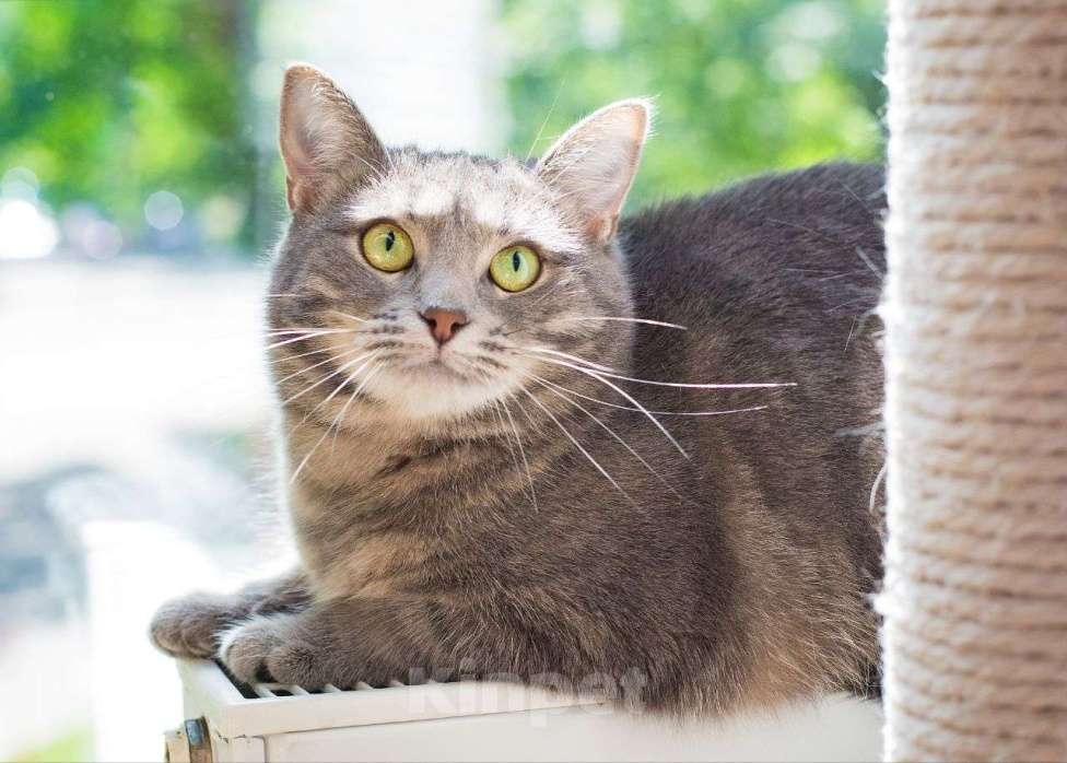 Кошки в Москве: Нубию никто не замечает Девочка, Бесплатно - фото 3