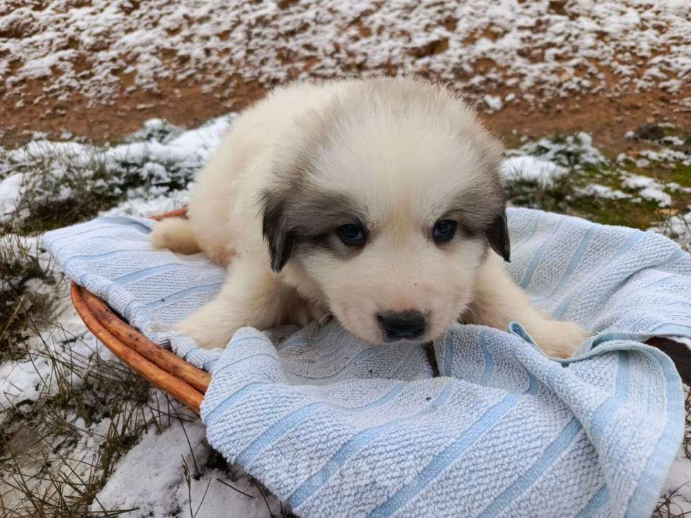 Собаки в Малоярославце: щенки пиренейской горной собаки_мальчик 3 Мальчик, 40 000 руб. - фото 2