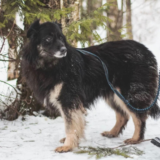 Собаки в Москве: Маша Девочка, Бесплатно - фото 4