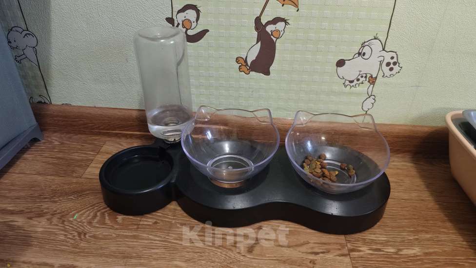 Кошки в Владимире: Отдам в добрые руки котёнка Девочка, Бесплатно - фото 5