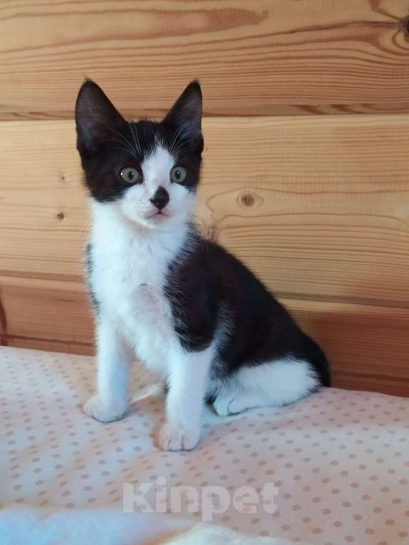 Кошки в Санкт-Петербурге: Смышлëный котёнок Тиша в добрые руки Мальчик, Бесплатно - фото 4