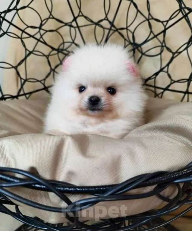 Собаки в Новосибирске: Продам щенков Немецкого шпица Девочка, 25 000 руб. - фото 1