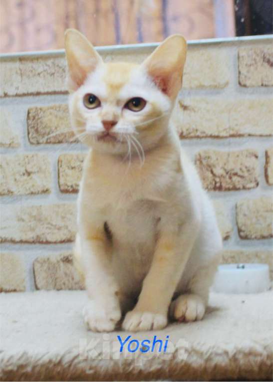 Кошки в Санкт-Петербурге: Два шикарных парня Мальчик, 20 000 руб. - фото 1