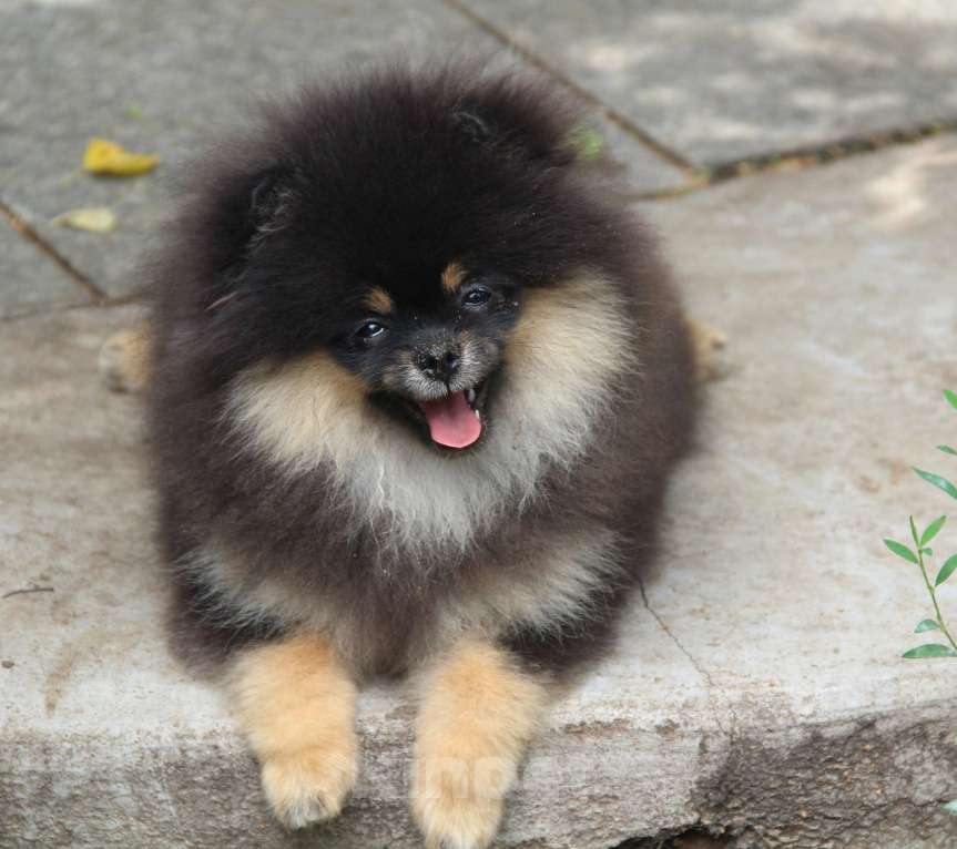 Собаки в Раменском: Девочка Оливия блэк Девочка, 45 000 руб. - фото 3