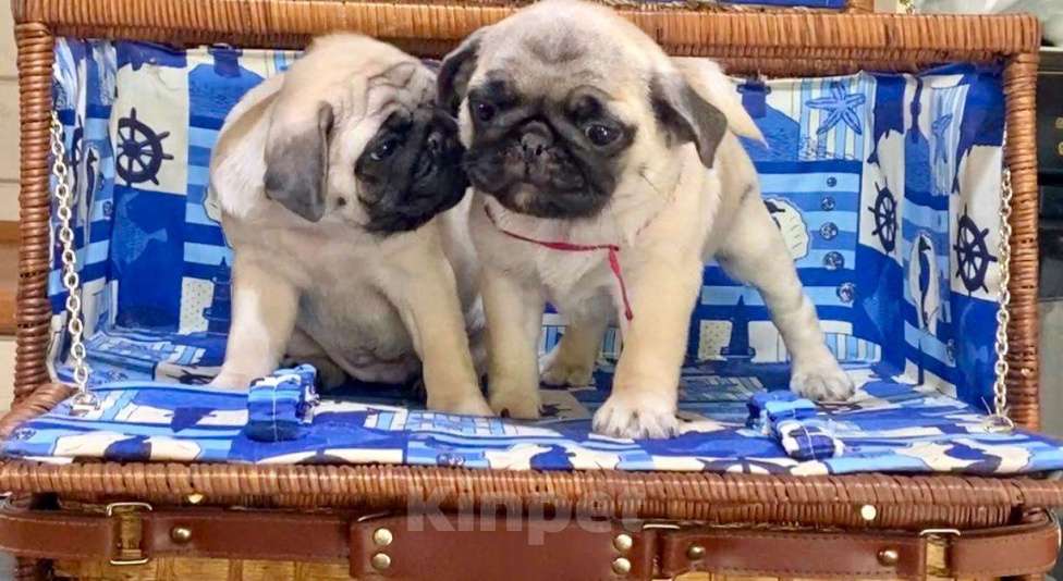 Собаки в других городах Башкортостана: Девочки мопса Девочка, 45 000 руб. - фото 2