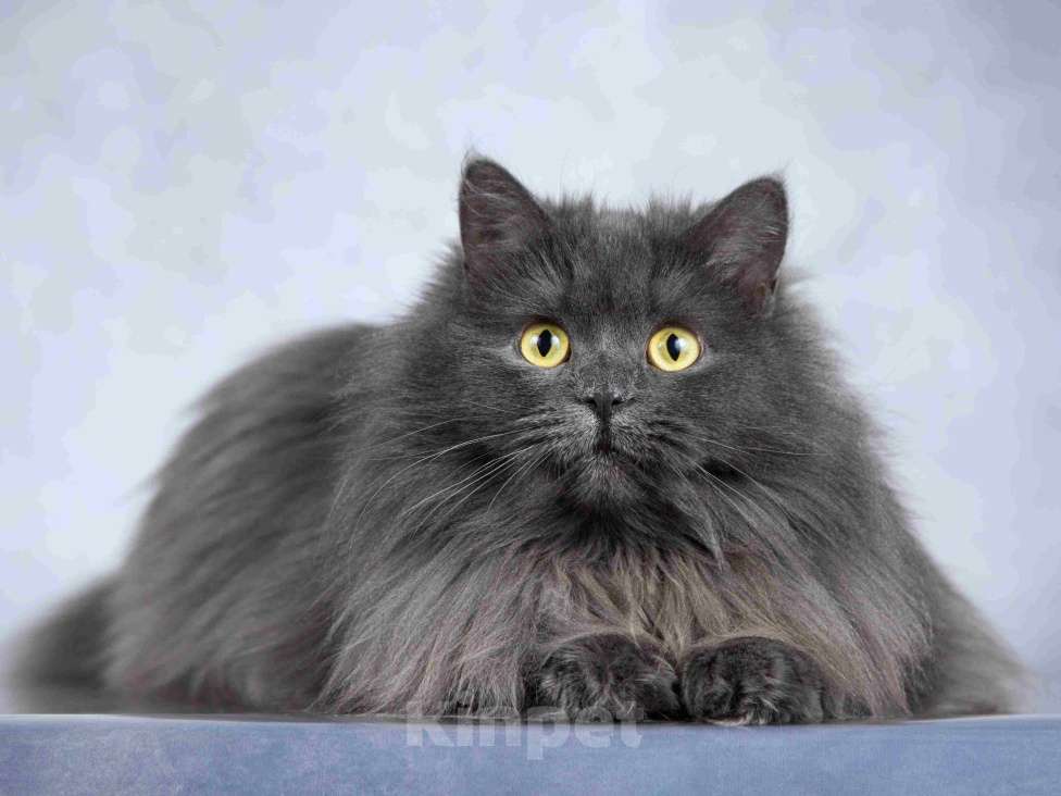 Кошки в Москве: Нежная ласковая кошечка Котюня Девочка, Бесплатно - фото 5