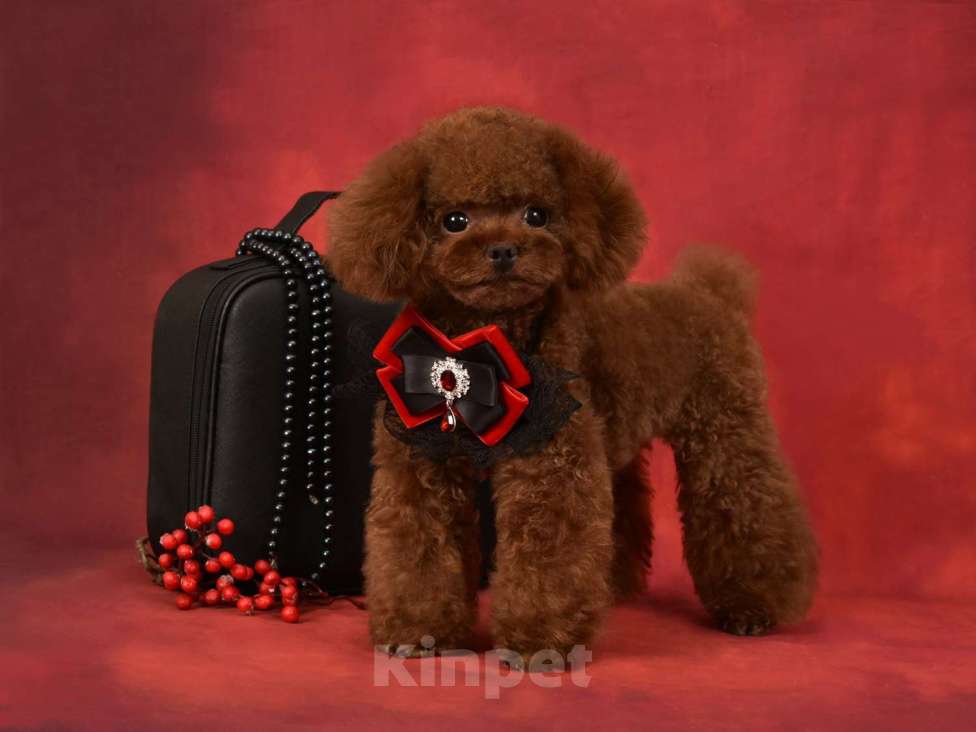 Собаки в Москве: Тикап Тедди Пудель для вязок Мальчик, 30 000 руб. - фото 1