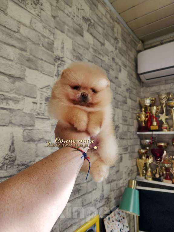 Собаки в Москве: Кукольный мальчик померанского шпица из племенного питомника РКФ Мальчик, Бесплатно - фото 2