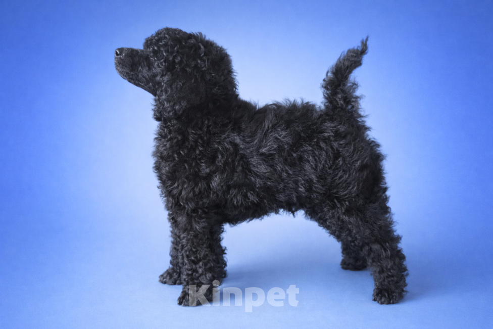 Собаки в Москве: Той-пудель Мальчик, 80 000 руб. - фото 2