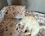 Кошки в Астрахани: Отдам кота Мальчик, Бесплатно - фото 2