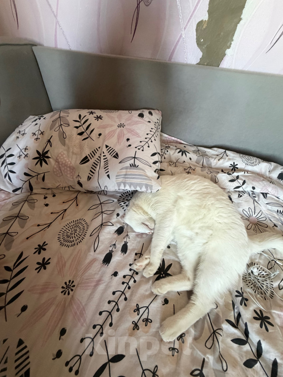 Кошки в Астрахани: Отдам кота Мальчик, Бесплатно - фото 2