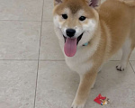 Собаки в Москве: Сиба мальчик Мальчик, Бесплатно - фото 3